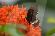 India Wildlife
