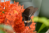 India Wildlife