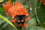 India Wildlife