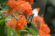 India Wildlife