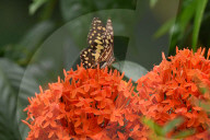 India Wildlife