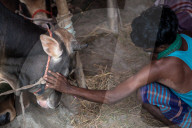 Cattle Market In Dhaka