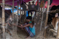 Cattle Market In Dhaka