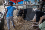 Cattle Market In Dhaka