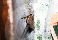 Mason Wasp (Delta Conoideum) Carries Caterpillar Larvae To Its Nest - Animal India