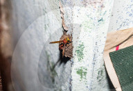 Mason Wasp (Delta Conoideum) Carries Caterpillar Larvae To Its Nest - Animal India