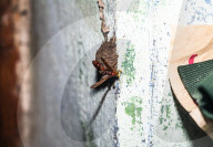 Mason Wasp (Delta Conoideum) Carries Caterpillar Larvae To Its Nest - Animal India