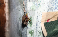 Mason Wasp (Delta Conoideum) Carries Caterpillar Larvae To Its Nest - Animal India