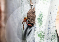 Mason Wasp (Delta Conoideum) Carries Caterpillar Larvae To Its Nest - Animal India