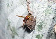 Mason Wasp (Delta Conoideum) Carries Caterpillar Larvae To Its Nest - Animal India