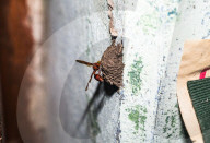 Mason Wasp (Delta Conoideum) Carries Caterpillar Larvae To Its Nest - Animal India
