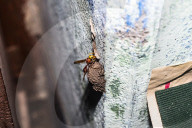 Mason Wasp (Delta Conoideum) Carries Caterpillar Larvae To Its Nest - Animal India