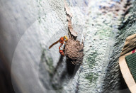 Mason Wasp (Delta Conoideum) Carries Caterpillar Larvae To Its Nest - Animal India