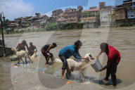 Eid Al-Adha Preparations In Kashmir