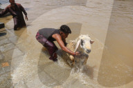 Eid Al-Adha Preparations In Kashmir