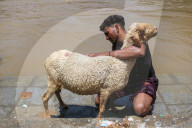 Eid Al-Adha Preparations In Kashmir