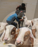 Eid Al-Adha Preparations In Kashmir
