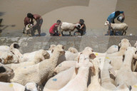 Eid Al-Adha Preparations In Kashmir