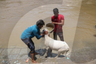 Eid Al-Adha Preparations In Kashmir