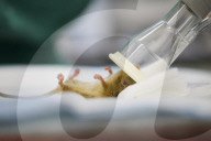 Health checks are carried out on Hazel dormice by the DRAHS team, inside the Vets hospital at ZSL London Zoo.