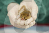 Health checks are carried out on Hazel dormice by the DRAHS team, inside the Vets hospital at ZSL London Zoo.