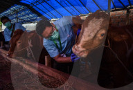 Seasonal Livestock Market For Celebrate Eid Al-Adha In Indonesia