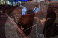 Seasonal Livestock Market For Celebrate Eid Al-Adha In Indonesia
