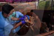 Seasonal Livestock Market For Celebrate Eid Al-Adha In Indonesia