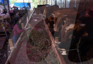 Seasonal Livestock Market For Celebrate Eid Al-Adha In Indonesia