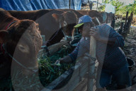 Seasonal Livestock Market For Celebrate Eid Al-Adha In Indonesia