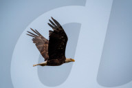 Bald Eagles In Ohio