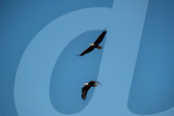 Bald Eagles In Ohio