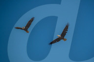 Bald Eagles In Ohio