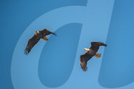 Bald Eagles In Ohio