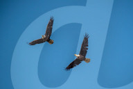 Bald Eagles In Ohio