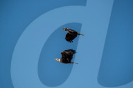 Bald Eagles In Ohio