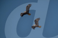 Bald Eagles In Ohio