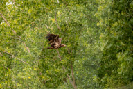 Bald Eagles In Ohio