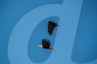 Bald Eagles In Ohio