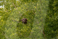 Bald Eagles In Ohio