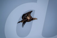 Bald Eagles In Ohio