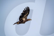 Bald Eagles In Ohio