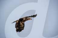 Bald Eagles In Ohio