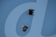 Bald Eagles In Ohio