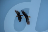 Bald Eagles In Ohio