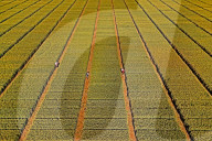 Winter Wheat Breeding Experimental Field in Yantai
