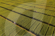 Winter Wheat Breeding Experimental Field in Yantai