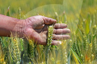 Winter Wheat Breeding Experimental Field in Yantai