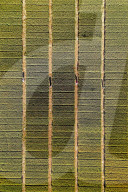 Winter Wheat Breeding Experimental Field in Yantai