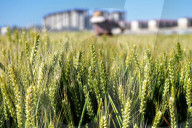 Winter Wheat Breeding Experimental Field in Yantai